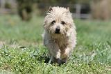 CAIRN TERRIER 265